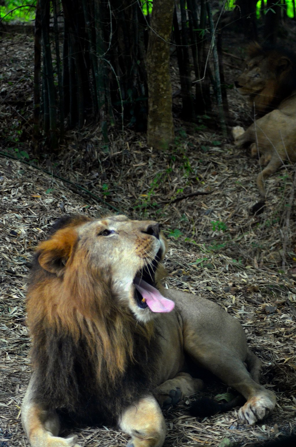 A group of male lions relaxing
