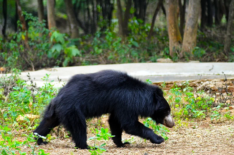 A sloth bear within an enclosure