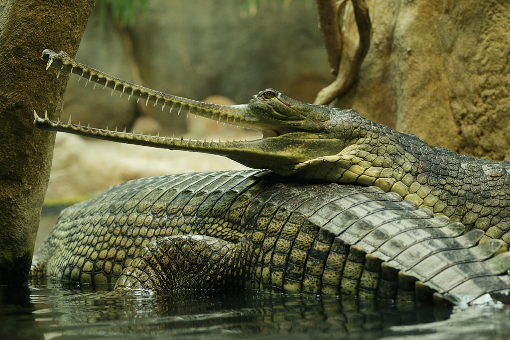 Gharials are an endangered species and can be found only at very few places in India