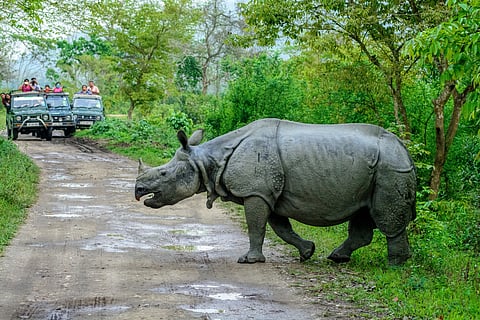 One-horned rhinocerous.