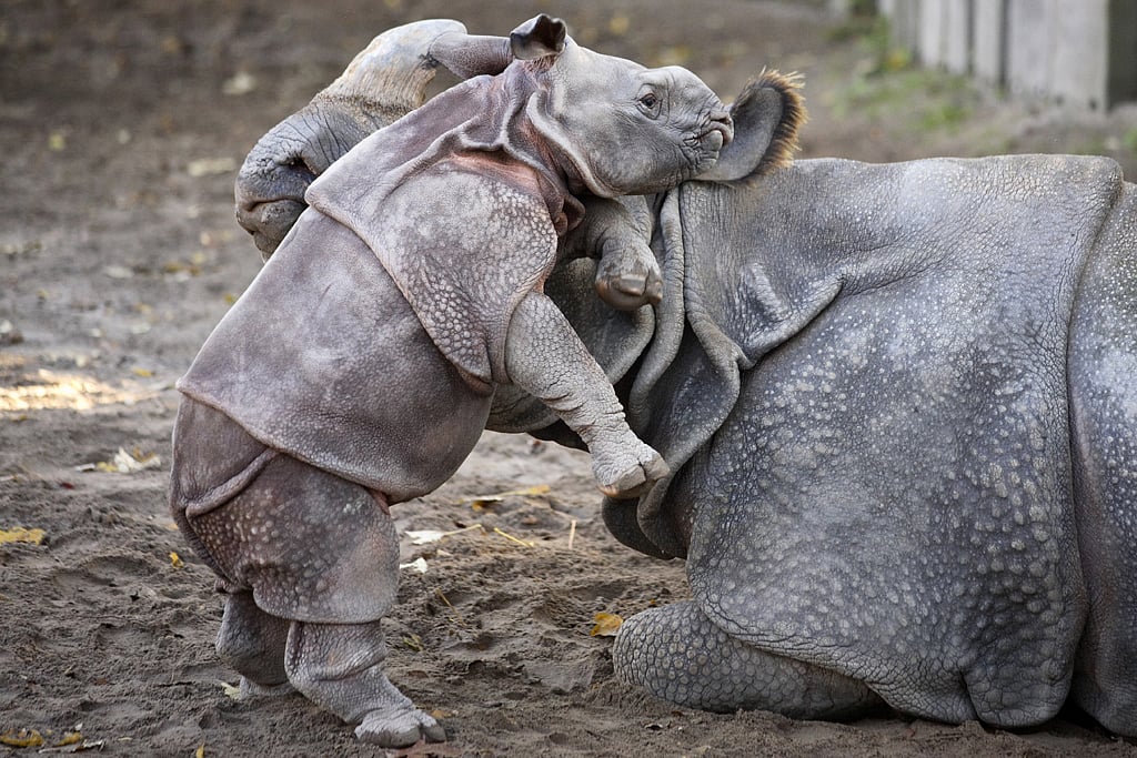 A baby rhinoceros with its mum finds safety within the Rhino Reintroduction Area in Dudhwa National Park