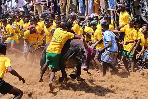 Jallikattu is a controversial part of Pongal