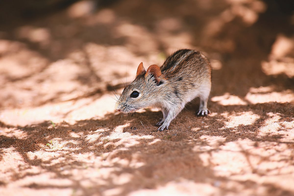 The sum total of my animal spotting was a four-striped grass mouse