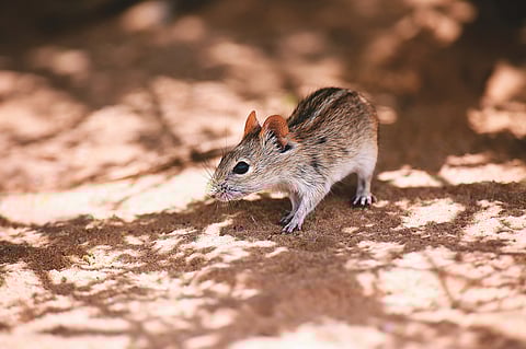 "The sum total of my animal spotting was a four-striped grass mouse"