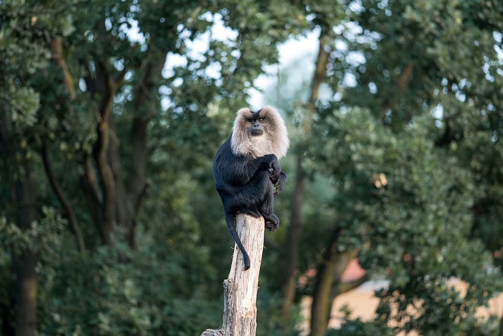 In the lush forests and coastal regions of Southeast Asia, the Long-Tailed Macaque is a common sight—its expressive face and playful antics making it one of the most recognisable monkeys of the region. With its long, slender tail, agile movements, and social nature, this macaque species has long been admired for its intelligence and adaptability. Yet, despite its wide distribution, the Long-Tailed Macaque faces numerous challenges that have placed it on the endangered species list, requiring urgent conservation attention.