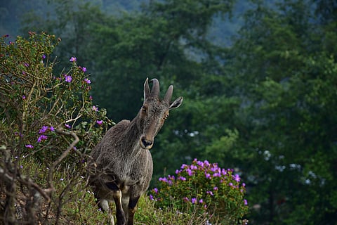 Endemic to the high-altitude grasslands and rocky terrains of the Nilgiri Hills in Southern India, the Nilgiri Tahr is a member of the goat family, adapted to life on the steep and inaccessible slopes. Its diet consists mainly of grasses, shrubs, and herbs that grow in the cool, alpine meadows. Historically, the Nilgiri Tahr was more widespread across the Western Ghats, but today, it is restricted to small pockets of protected areas, including the Eravikulam National Park and the Silent Valley National Park.