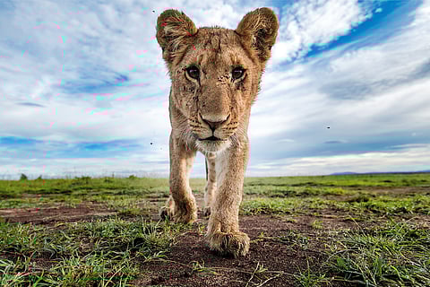 Wildlife photography