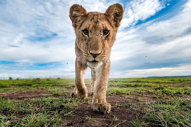 Wildlife photography