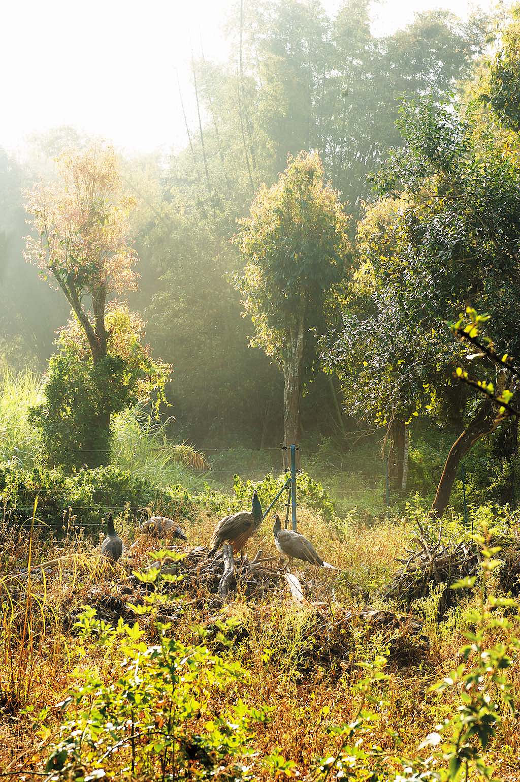 Some peahens at the estate