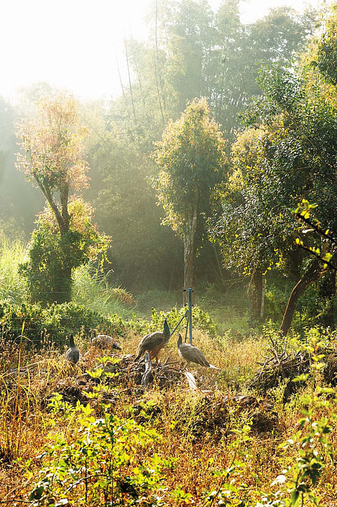 Some peahens at the estate