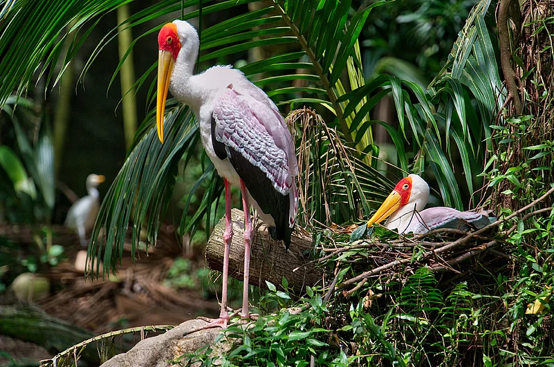 Yellow-Billed Stork