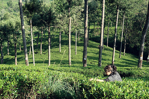 The historic Pedro Tea Estate, in Nuwara Eliya, was founded in 1885