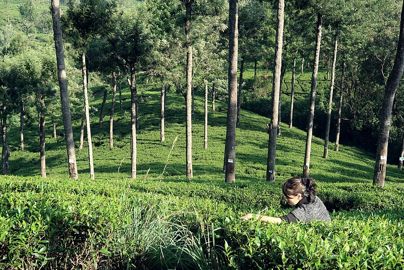 The historic Pedro Tea Estate, in Nuwara Eliya, was founded in 1885