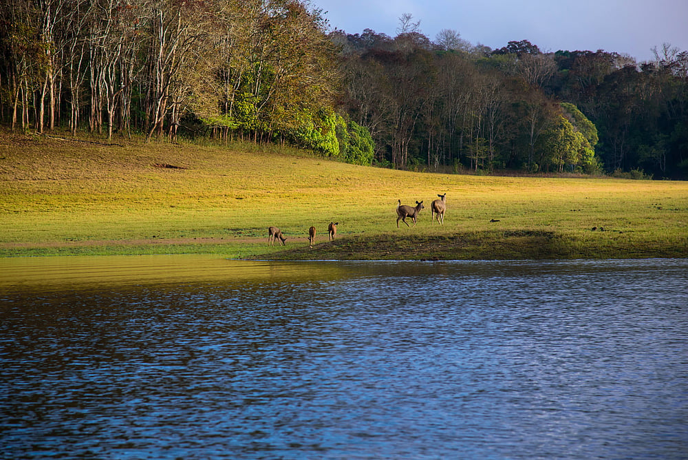 A glimpse into the Periyar National Park