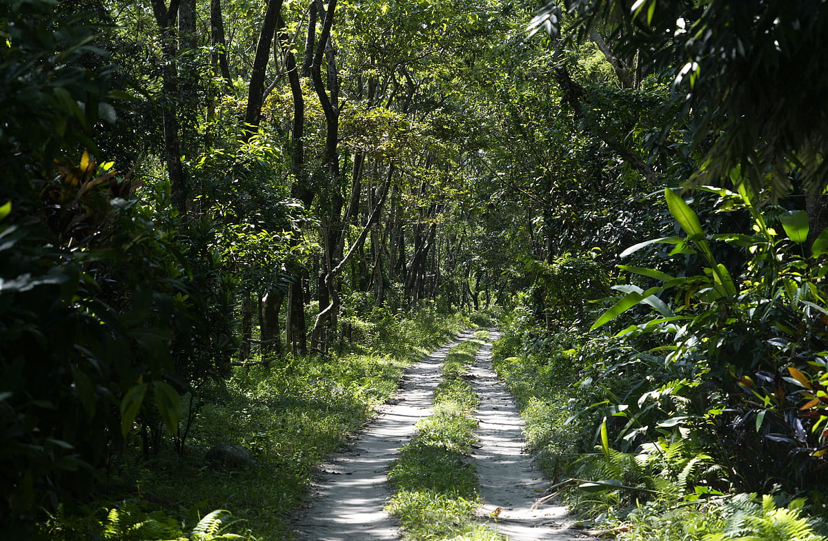 The forest that is grown