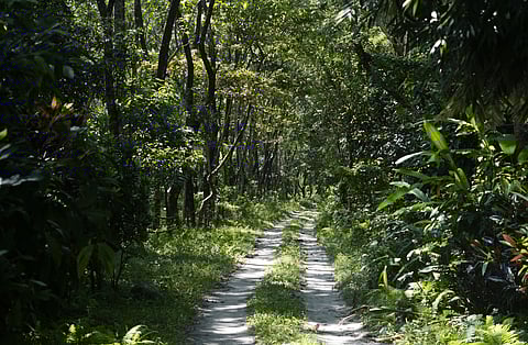 The forest that is grown