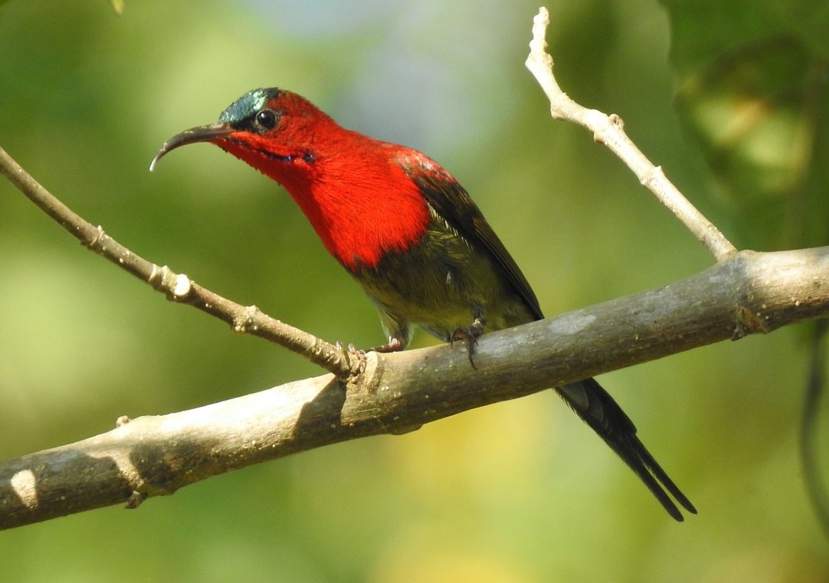 A crimson sunbird