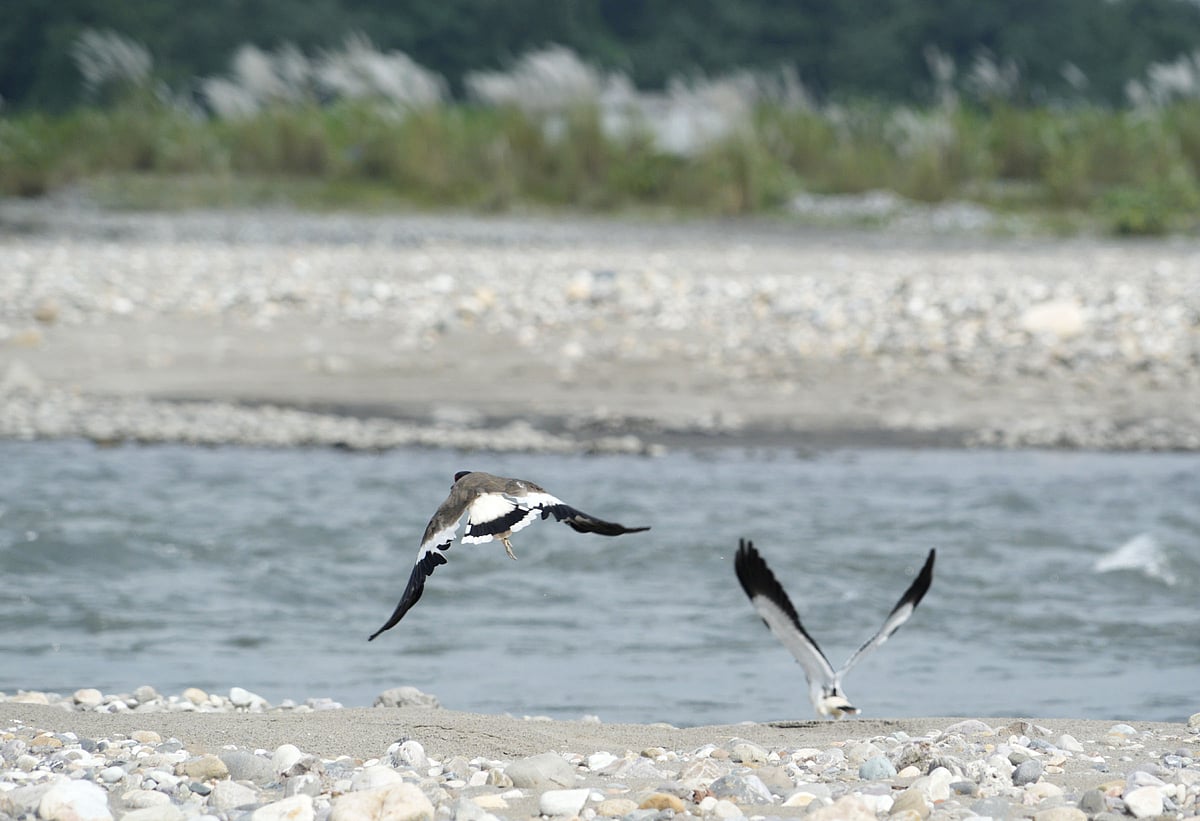 Birds in Bogamati