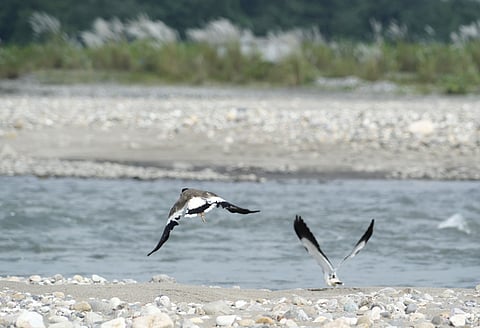 Birds in Bogamati