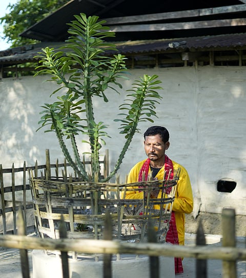 This is the shrine of the sijou tree