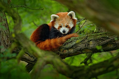 The Western Red Panda is an iconic species, yet it is at risk, with populations dwindling due to a range of threats that put its future in jeopardy. Native to the temperate forests of Nepal, India, Bhutan, and Myanmar, the Western Red Panda is an expert climber, spending much of its time in the high-altitude bamboo forests that provide it with both food and shelter. Primarily herbivorous, its diet consists mostly of bamboo, but it will also eat fruits, acorns, and small insects. Known for its elusive behavior and unique lifestyle, the Western Red Panda is often described as a "living fossil," a species that has existed largely unchanged for millions of years.