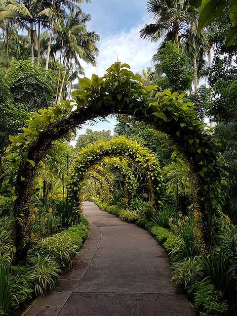 Singapore Botanic Gardens