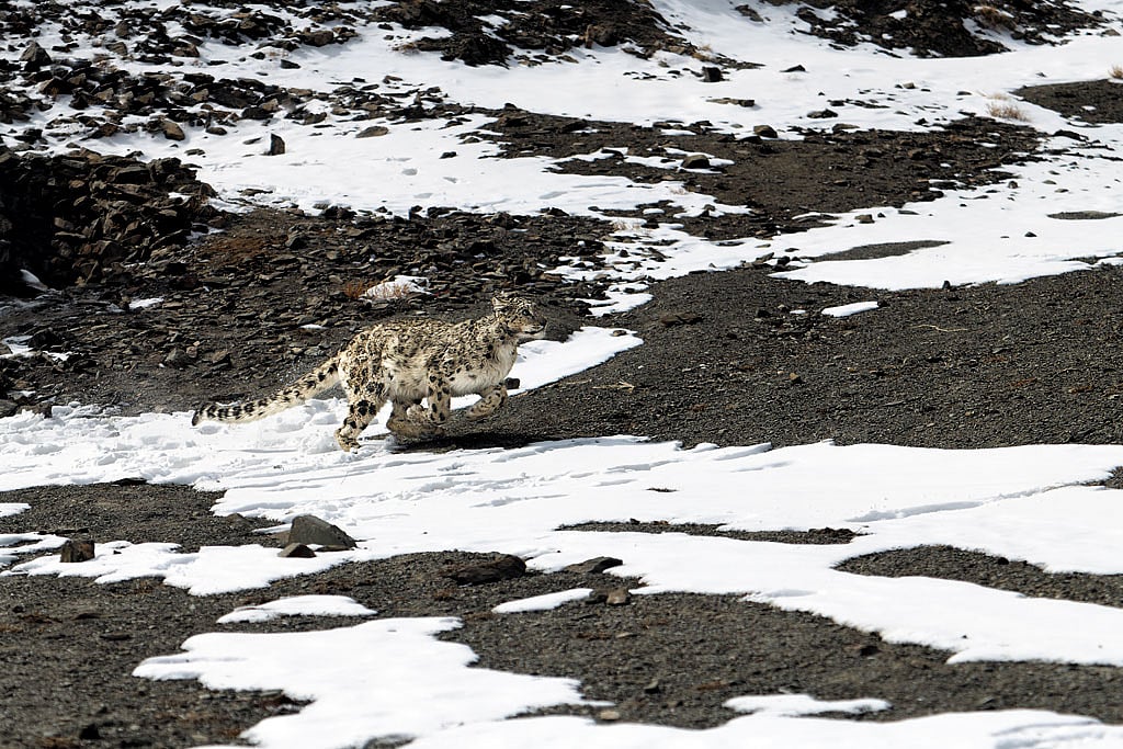 The Snow Leopard inhabits some of the most remote and inhospitable regions in the world, living at altitudes between 3,000 to 5,500 meters. These solitary cats are perfectly adapted to their harsh, cold environment, with thick fur, large paws that act like snowshoes, and keen hunting skills that allow them to thrive on a diet of Himalayan blue sheep, ibex, and smaller mammals. Their elusive nature and ability to blend seamlessly into the rocky, snowy terrain have earned them the title of ghost of the mountains.