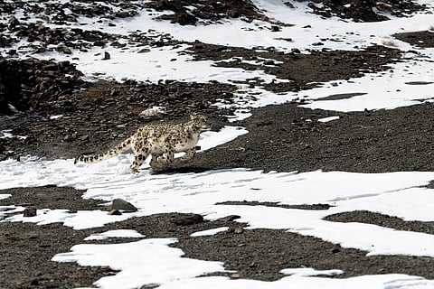 The Snow Leopard inhabits some of the most remote and inhospitable regions in the world, living at altitudes between 3,000 to 5,500 meters. These solitary cats are perfectly adapted to their harsh, cold environment, with thick fur, large paws that act like snowshoes, and keen hunting skills that allow them to thrive on a diet of Himalayan blue sheep, ibex, and smaller mammals. Their elusive nature and ability to blend seamlessly into the rocky, snowy terrain have earned them the title of "ghost of the mountains."