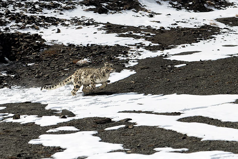 The Snow Leopard inhabits some of the most remote and inhospitable regions in the world, living at altitudes between 3,000 to 5,500 meters. These solitary cats are perfectly adapted to their harsh, cold environment, with thick fur, large paws that act like snowshoes, and keen hunting skills that allow them to thrive on a diet of Himalayan blue sheep, ibex, and smaller mammals. Their elusive nature and ability to blend seamlessly into the rocky, snowy terrain have earned them the title of ghost of the mountains.