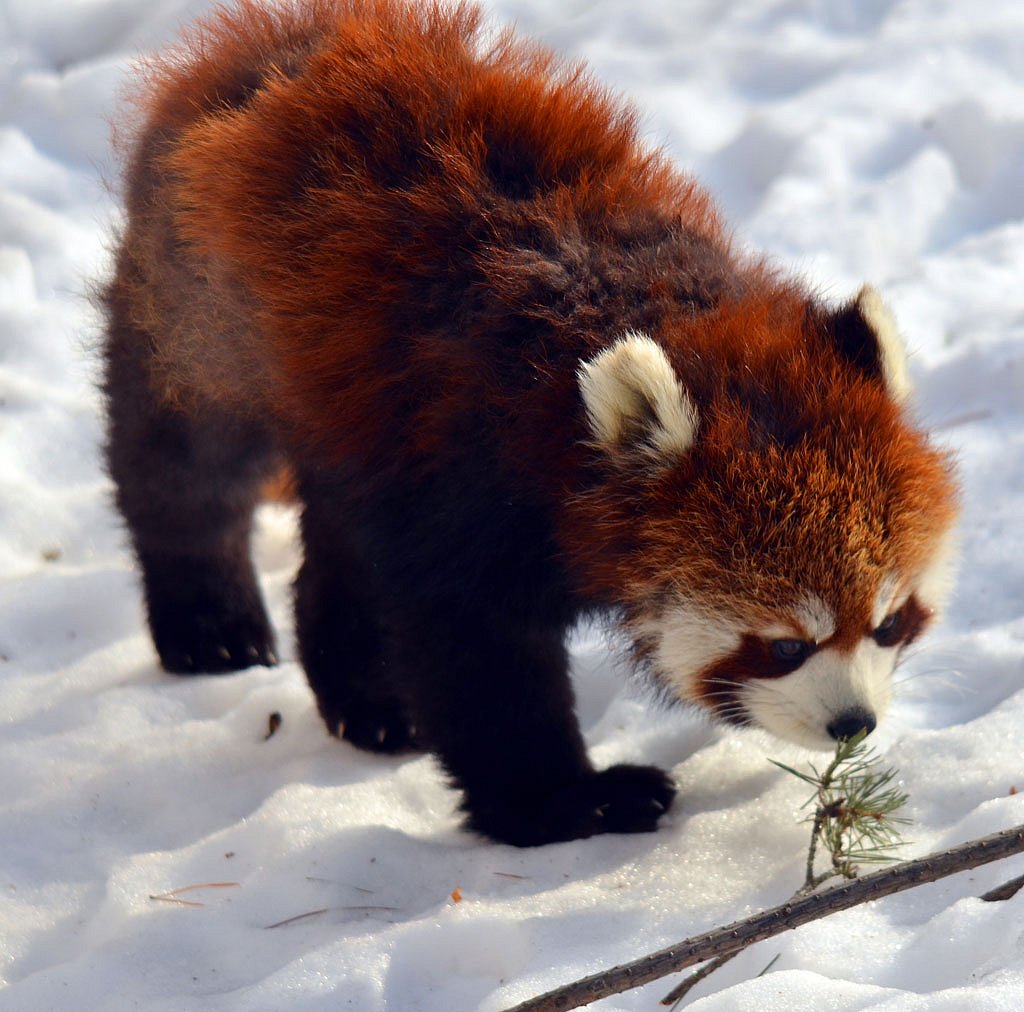 Fambong Lho Wildlife Sanctuary is home to the famous Red Panda