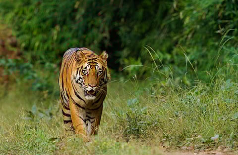 Historically, Royal Bengal Tigers roamed across large portions of Asia, but today, their range has been significantly reduced. Deforestation, illegal logging, and human encroachment continue to fragment their habitats, limiting their movement and access to prey. Simultaneously, poaching for tiger pelts, bones, and other body parts remains a major illegal industry that feeds into black markets around the world.