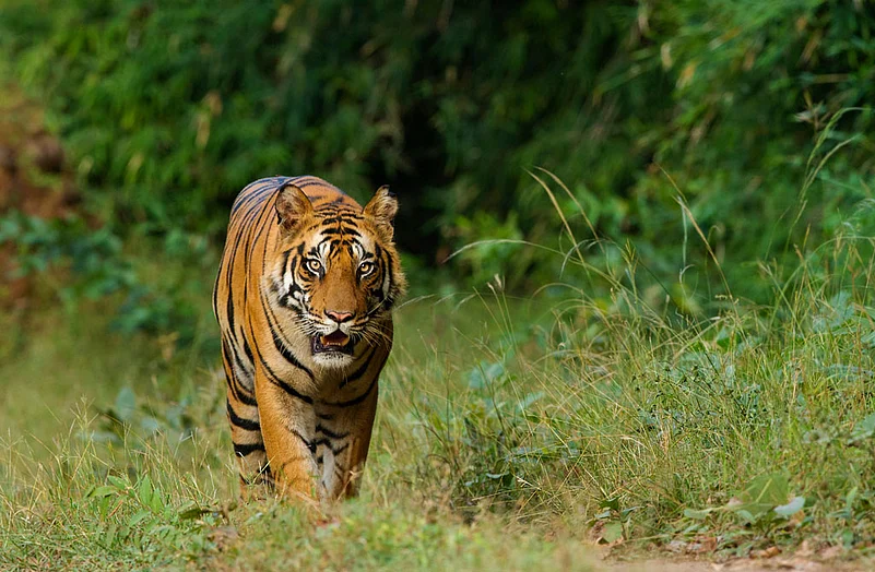 Historically, Royal Bengal Tigers roamed across large portions of Asia, but today, their range has been significantly reduced. Deforestation, illegal logging, and human encroachment continue to fragment their habitats, limiting their movement and access to prey. Simultaneously, poaching for tiger pelts, bones, and other body parts remains a major illegal industry that feeds into black markets around the world.