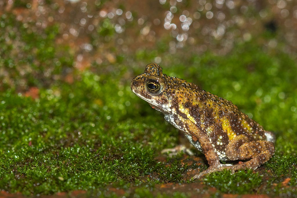 Endemic to the foothills and lowland forests of the Eastern Himalayas and parts of India’s Northeast, the Tiger Toad is often found in humid environments, typically near water bodies such as streams, ponds, and marshes. It is a nocturnal creature, emerging at night to feed on insects and other small invertebrates. Its vibrant colour is not just for show; it serves as a warning to potential predators, indicating the toad’s toxicity—a natural defense mechanism that protects it from most threats.