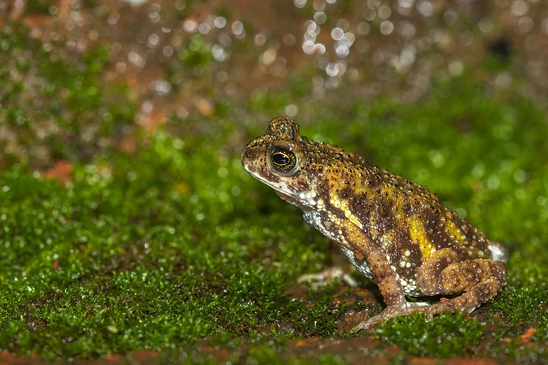 Endemic to the foothills and lowland forests of the Eastern Himalayas and parts of India’s Northeast, the Tiger Toad is often found in humid environments, typically near water bodies such as streams, ponds, and marshes. It is a nocturnal creature, emerging at night to feed on insects and other small invertebrates. Its vibrant colour is not just for show; it serves as a warning to potential predators, indicating the toad’s toxicity—a natural defense mechanism that protects it from most threats.