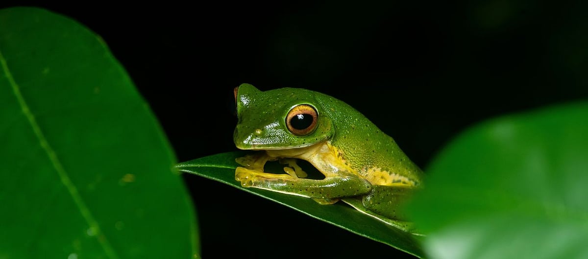 Gliding frog