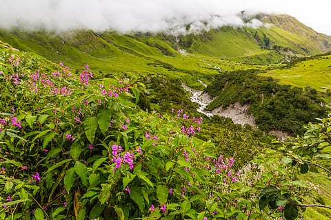 Valley of Flowers in Uttarakhand