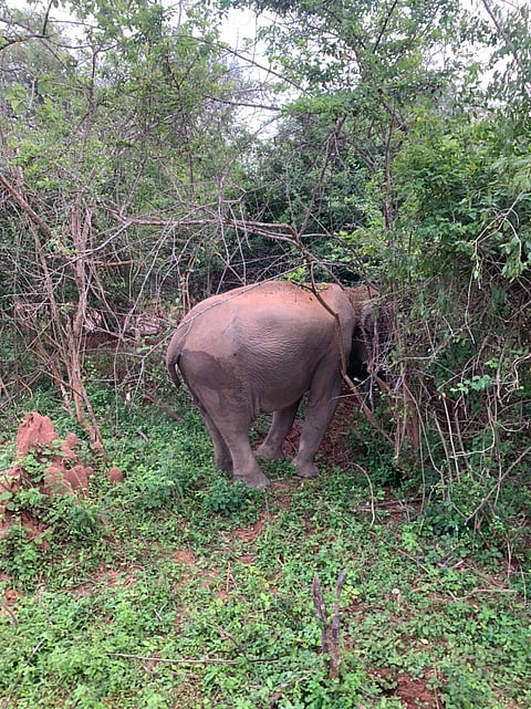 A wild elephant
