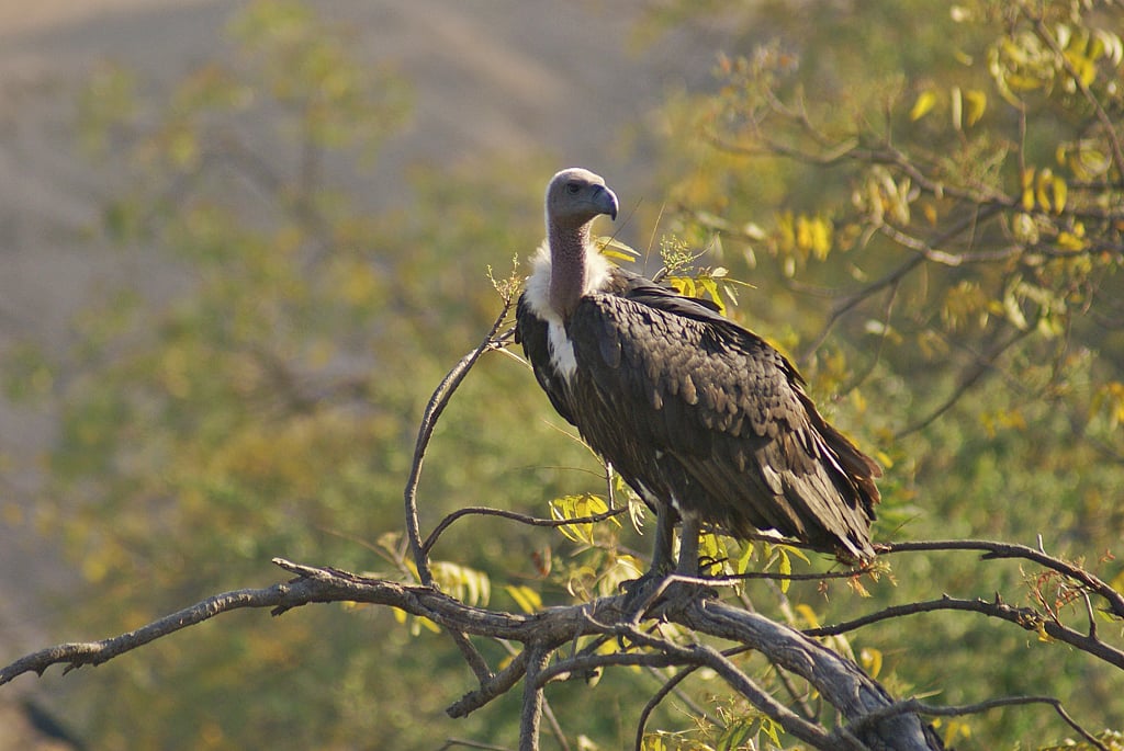 A white rumped vulture perches