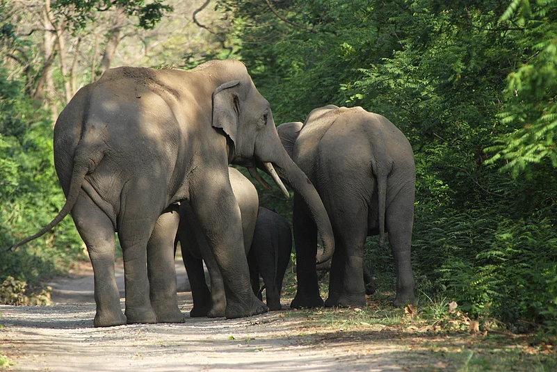 A small herd of elephants in Manas (representational photo)