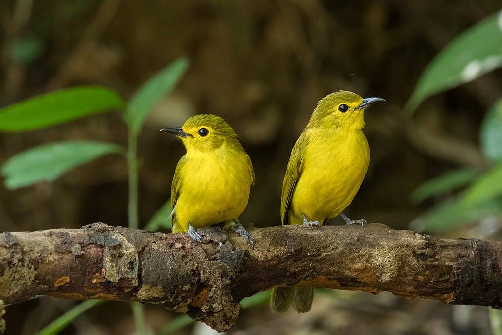 Yellow-Throated Bulbul 