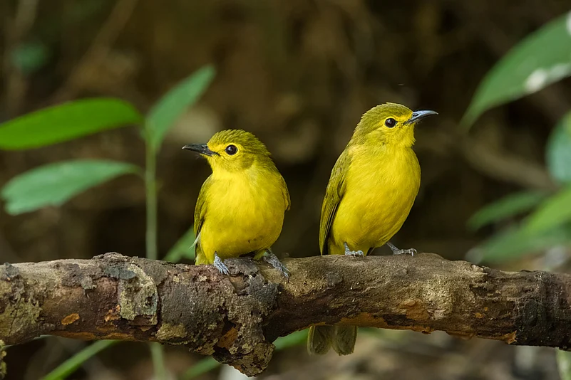 Yellow-Throated Bulbul