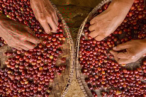 Workers selecting good coffee cherries from harvest