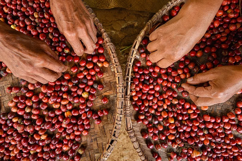 Workers selecting good coffee cherries from harvest