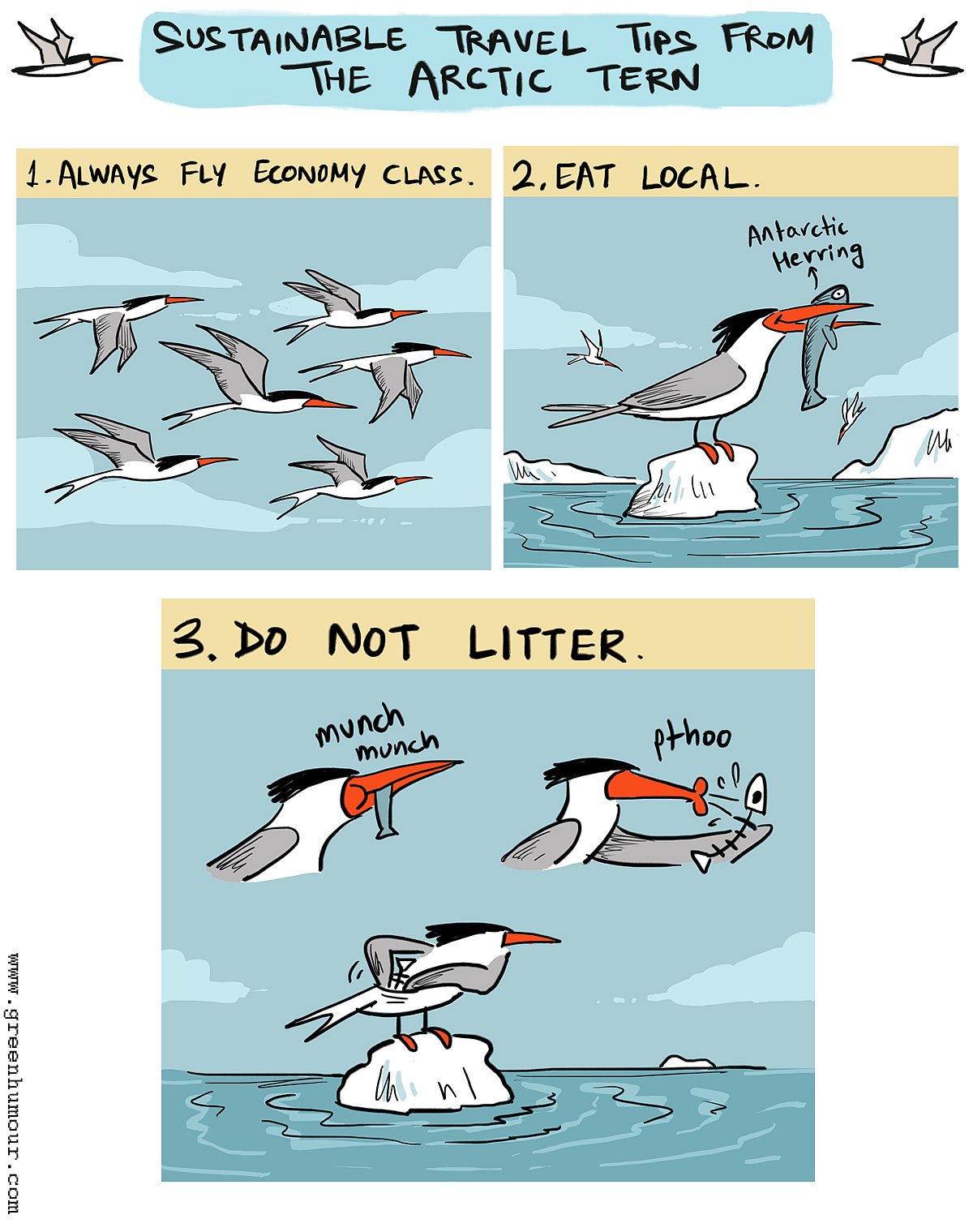 The Arctic tern has one of the longest migration patterns in the world