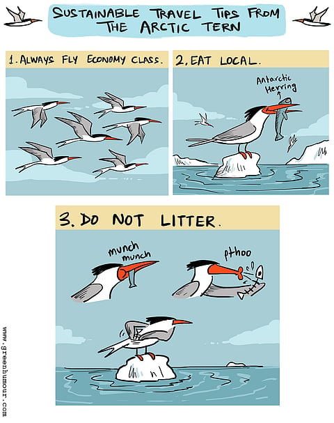 The Arctic tern has one of the longest migration patterns in the world