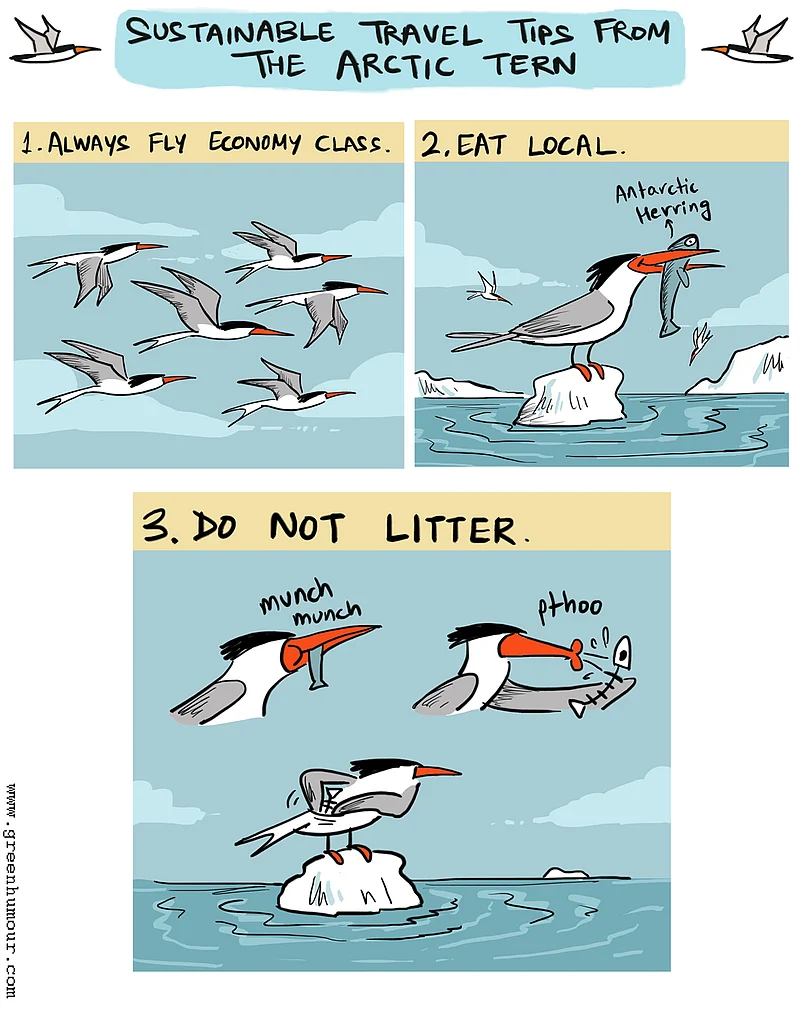 The Arctic tern has one of the longest migration patterns in the world