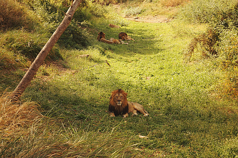 Gir is the only place outside Africa where people can easily spot the majestic lion