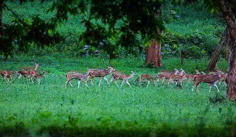 Deers at Betla National Park