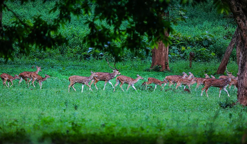 Deers at Betla National Park