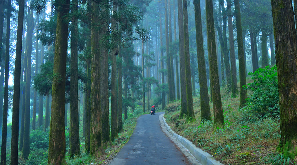 Walk through mystical pine forests in Kurseong